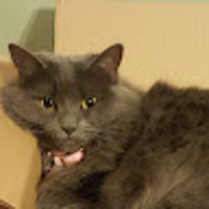 Meet your Posher, Amy